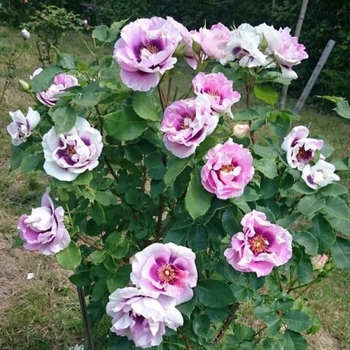 Bledě fialová s růžovým středem - Stromkové růže, květy kvetou ve skupinkách - stromková růže s keřovitým tvarem koruny